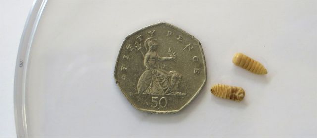 bots-gasterophilus fly larvae