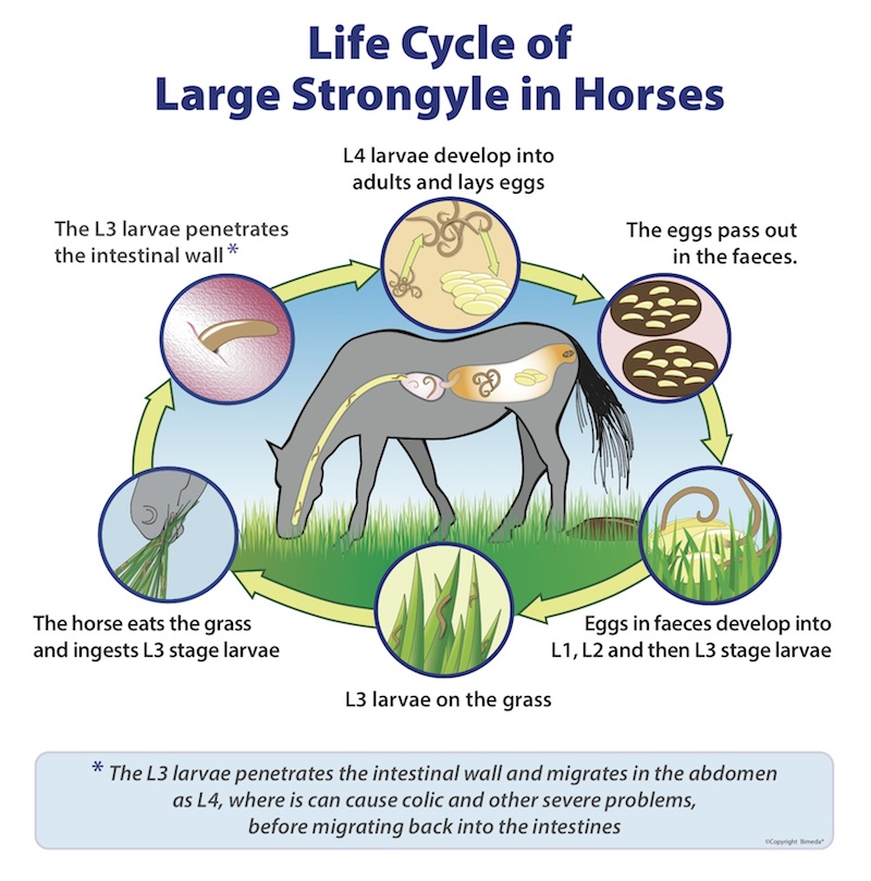 LargeStrongyleCycle L