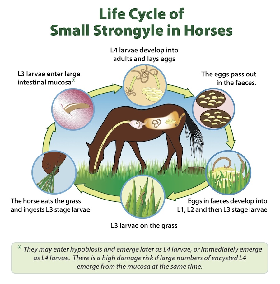 small strongyles life cycle