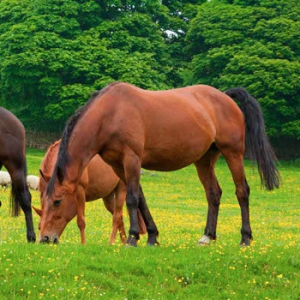 Best Practice Worming Materials